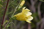 Smooth yellow false foxglove